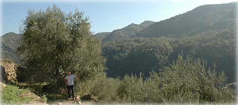 A ancient Taggiasca olive tree and me, in Crosa estate