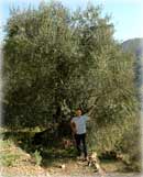 Un secolare olivo varietà Taggiasca e il sottoscritto nella tenuta Crosa